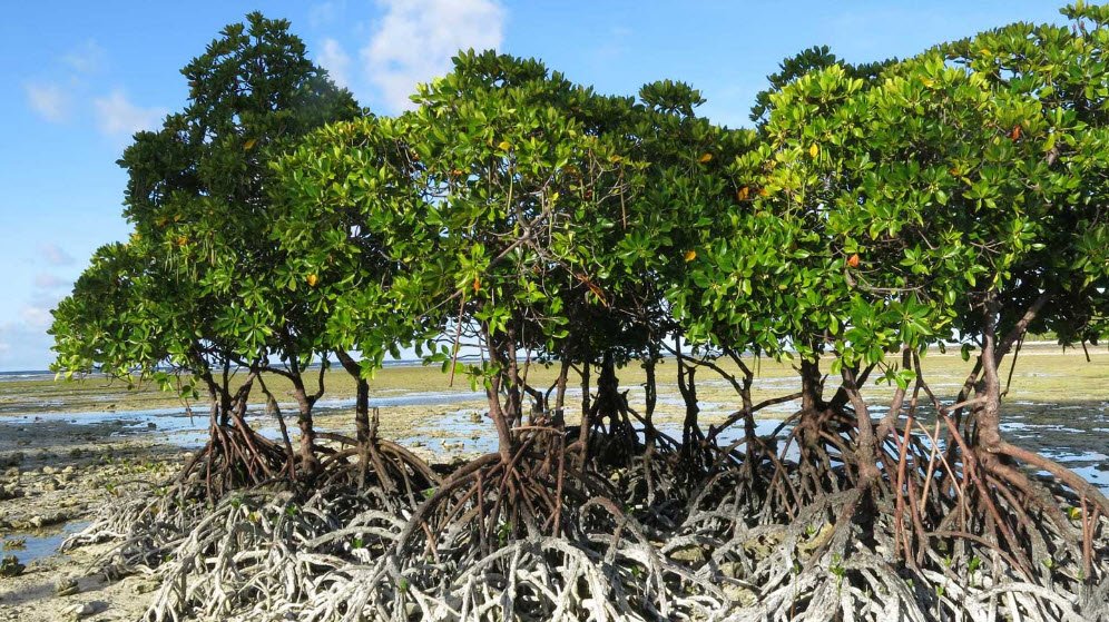 Phoenix Islands Protected Area (PIPA), Phoenix Islands (central Kiribati), Kiribati